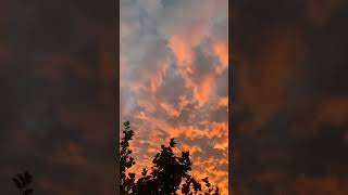 estoy tan feliz de grabar Flores 🌼 #flores #videos #florecillas #sunset #nubes #paisajes #paisaje #t