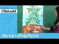 Kartoffelpflanze  betzold