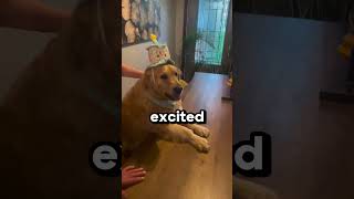Dog's Birthday Party Will Make You Smile