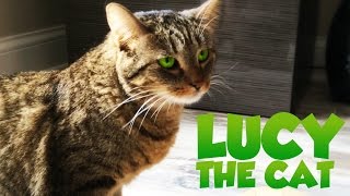 Lucy The Cat Uses 100% Of Her Brain (Lucy Movie Parody)