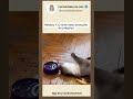 Se dá para fazer deitado, por que levantar? #shorts #viral #cute #gatos
