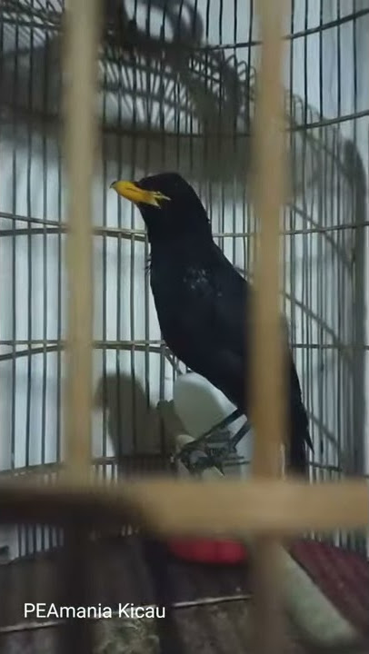 inilah burung ciung batu siul