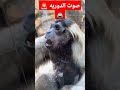 صوت دورية الشرطة قردون 