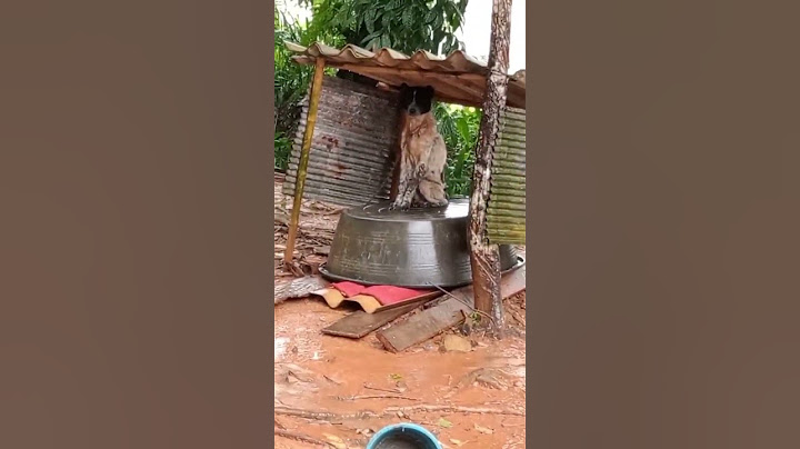 คุณมองเห็นสุนัขที่นั่งหลบฝนหรือไม่