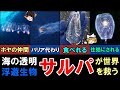 【ゆっくり解説】海の透明浮遊生物「サルパ」が世界を救う？タコのバリア、他動物の住処へ、
