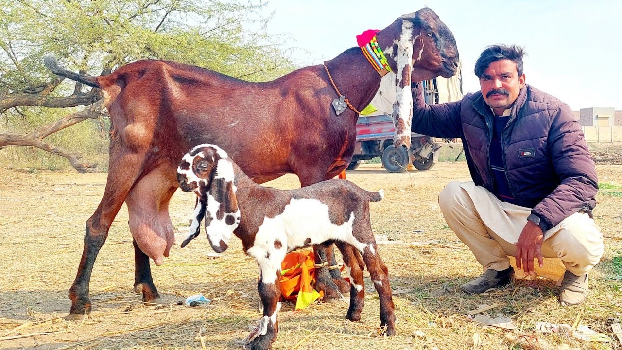 25 February 2026 Live Faislabad Bakra Mandi-Beetal Preagnint Goats-Milkimg Goats With Kids-Breeders