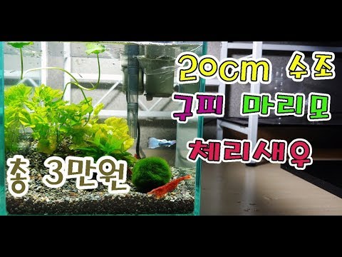 3만원으로 20cm 수초 어항에 구피, 체리새우, 마리모 죽지 않게 키우기