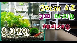 3만원으로 20cm 수초 어항에 구피, 체리새우, 마리모 죽지 않게 키우기