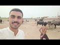 Pure simple village life in Panjab Pakistan, Mary gaon Ka mahool,#villagelife #shortvideo