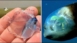 10 Most Beautiful Transparent Creatures in the World