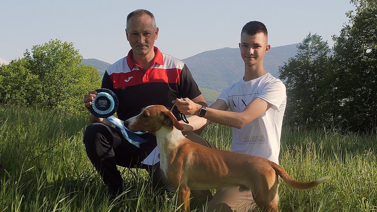 Mladi pas Roni najljepši na svijetu u konkurenciji posavskih goniča