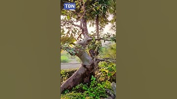 Cắt cành tỉa lá cho cây thông vào thời gian nào #tamdaonui