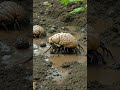 It started thinking. Then it started hatching!