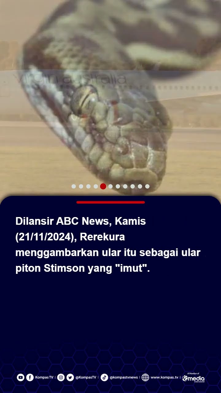 Mengerikan! Ular Piton Muncul di Kabin Pesawat saat Ingin Lepas Landas #ular #pesawat