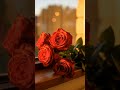 Red Roses, Timeless Love 🌹 | Cinematic Ultra HD Visuals #shorts