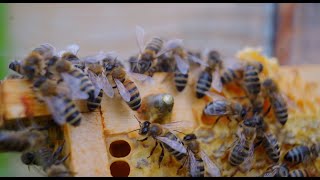 honey bee wallpaper - honeycomb wallpaper screenshot 1