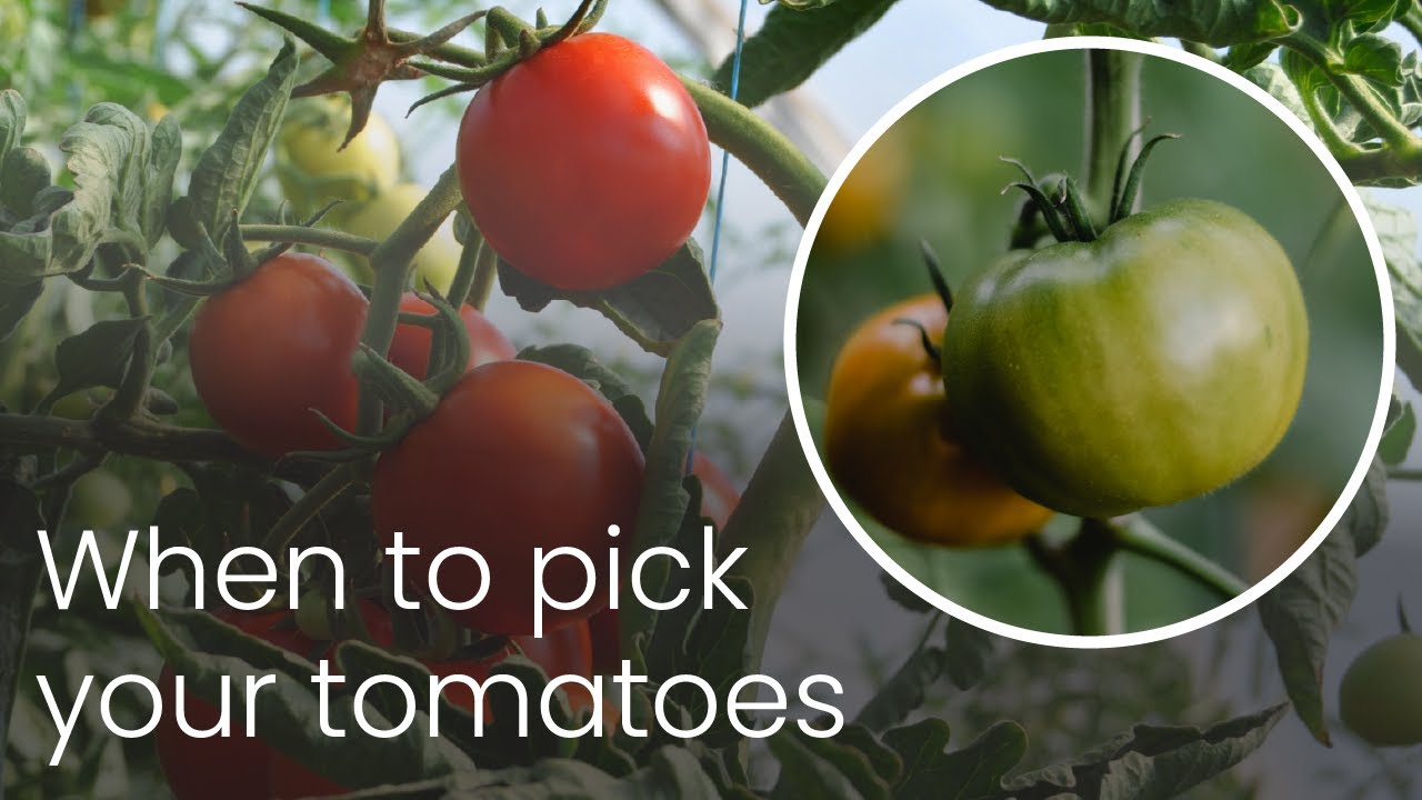 When should you pick your tomatoes? Vegetable Experts answer your