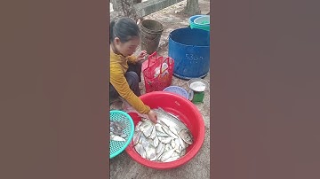 kéo lưới ven bờ biển TP Đà Nẵng