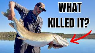 I Found a HUGE Dead Muskie…What Happened To This Fish?