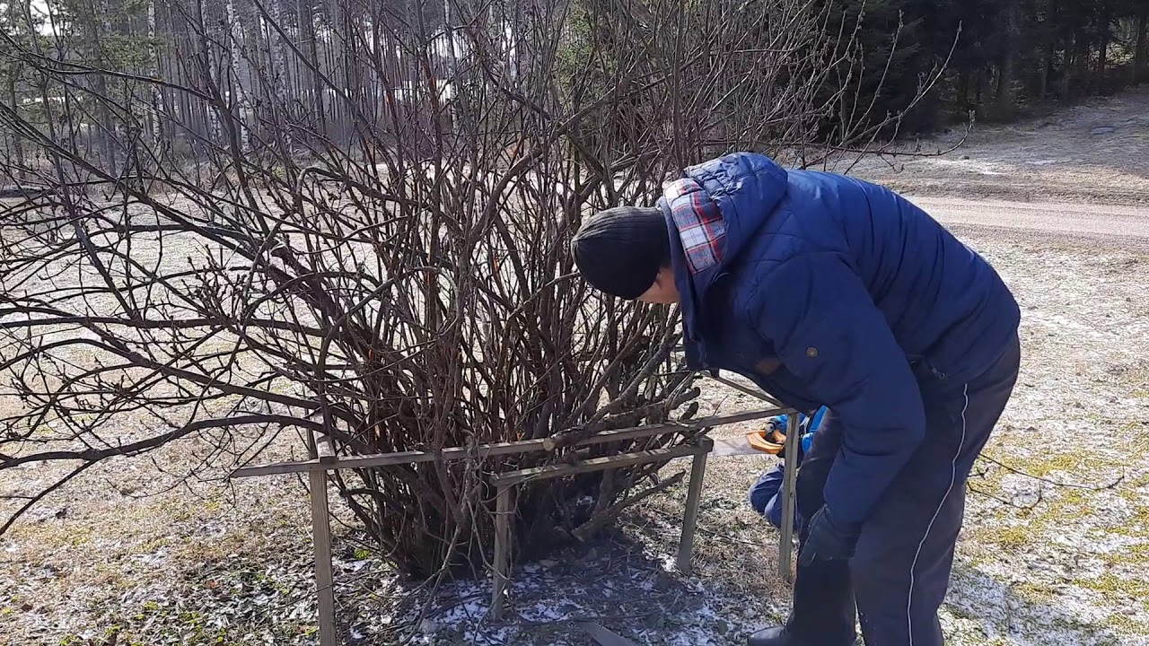 Marjapensaiden kevätleikkaus