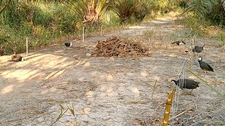 sangat beruntung kalau Nemu spot seperti ini mikat ruak2