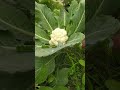 fresh vegetable from kitchen gardens #shorts #viral #tomata #brinjal