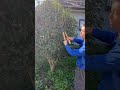 ボサボサになった金木犀などを小さくする方法　#howto #剪定 #ガーデニング