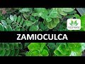 ZAMIOCULCA:  como regar, como plantar, como cuidar. Conheça seus segredos!