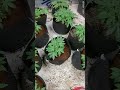 Spacing SOP for VPD & Canopy Airflow (Technical Research) #thegreencorner
