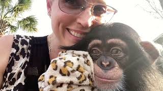 2 YEARS OF RAISING A BABY CHIMPANZEE!