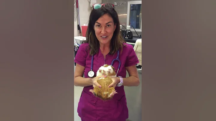 Guinea pig restraint for IP injection