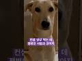 강아지 컨셉 영상찍기는 계획대로 안돼ㅜ