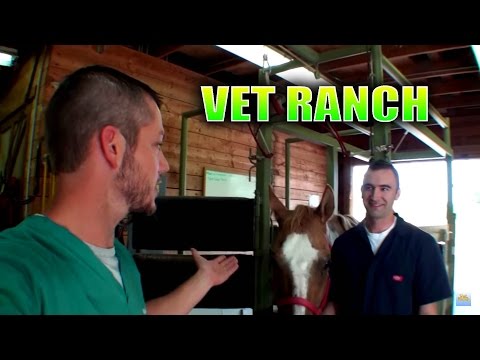 New Large Animal Vet on Vet Ranch!