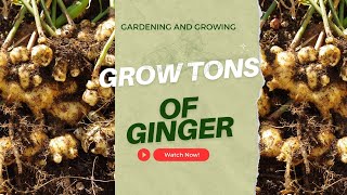 Grow Tons of Ginger with These Simple Steps!