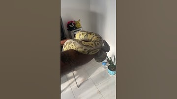 یکی از خاص ترین مورف های ایران 🐍 #مار #ballpython #پایتون #reptiles #python #animals #snake #pets