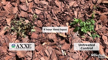 AXXE Broad Spectrum Herbicide - 4 hour time-lapse