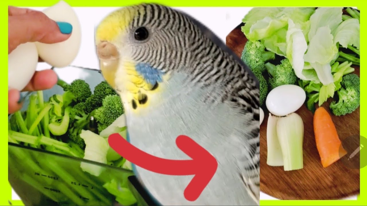 QUÉ COMEN LOS PERIQUITOS AUSTRALIANOS - YouTube