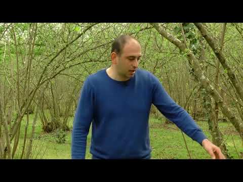 ამონაყარების კონტროლი თხილის ბაღში