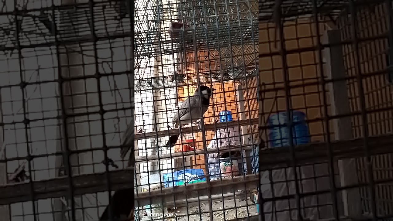 تغريد بلبل وحشي متواصل لتحفيز البلابل، لا تنسى اللايك من ايدك الحلوة