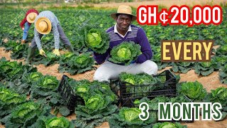 How To Use GHC 3000 In Making GHC 20,000 In Cabbage Farming In Ghana | #SHOWBOY FARMS