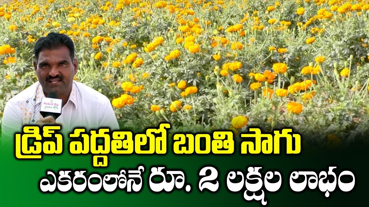 Marigold Flower Cultivation through Drip Irrigation System || Banthi ...