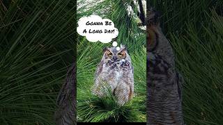 Blue Jays Versus Great Horned Owl