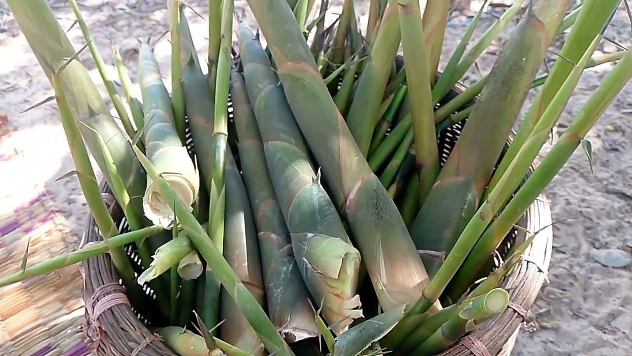 มาหาหน่อไม้แกงกินเที่ยงกันพี่น้อง