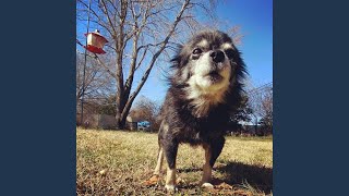 Pudgy Goes OWA OWA (Pudgywoke  Song)