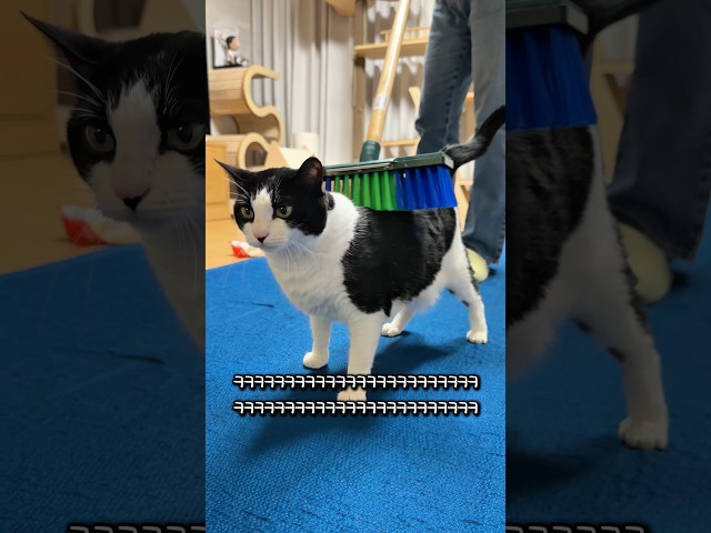 고자극 중독 고양이
