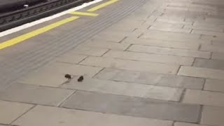 Two Rats Having A Mini Fight In The London Underground