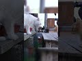 子猫が危ない！白猫に襲われる#shorts