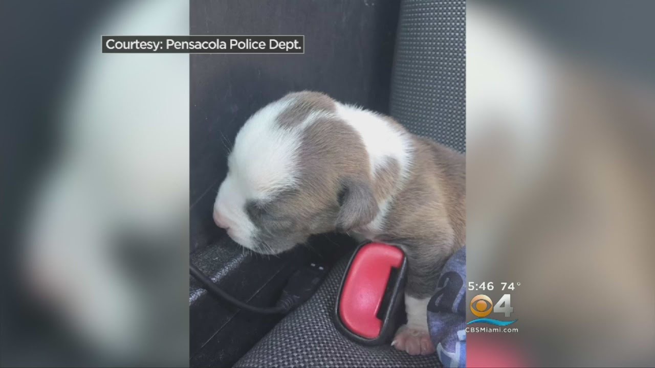 Officer Spots Pup Locked In Hot Car, Saves His Life - YouTube