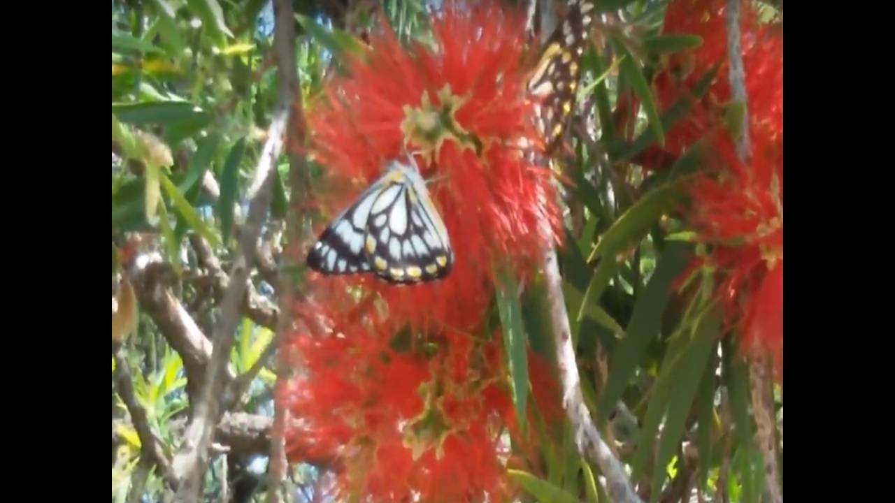 Butterfly blizzard: millions of #butterflies fly over Queensland skies