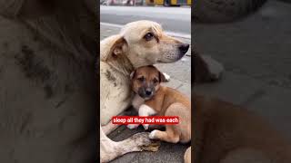 A Mother Dog Protecting Her Baby Will Make You Cry… 🥺🐶❤️